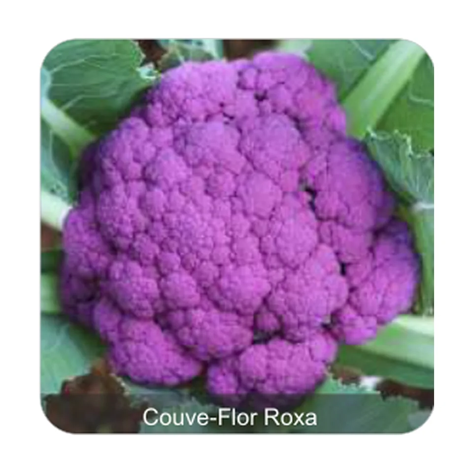 Couve-Flor Filipinas Couve-Flor Roxa
