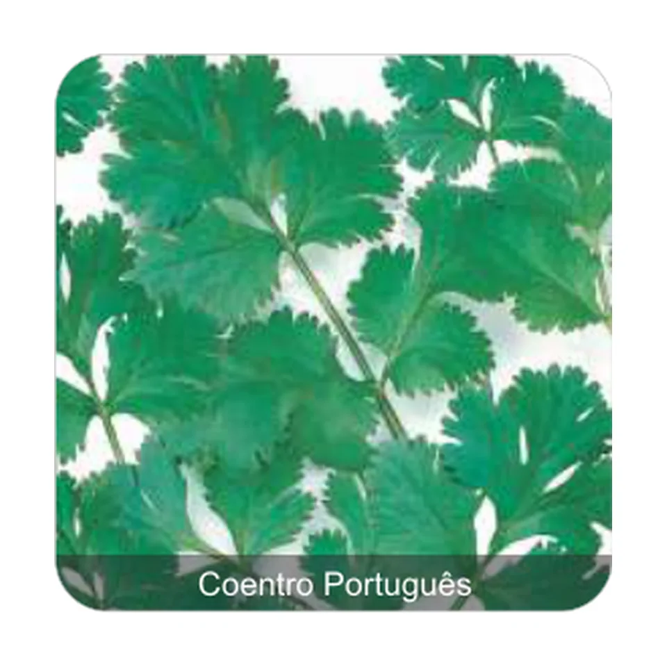Coentro Português Pacífico Coentro Português