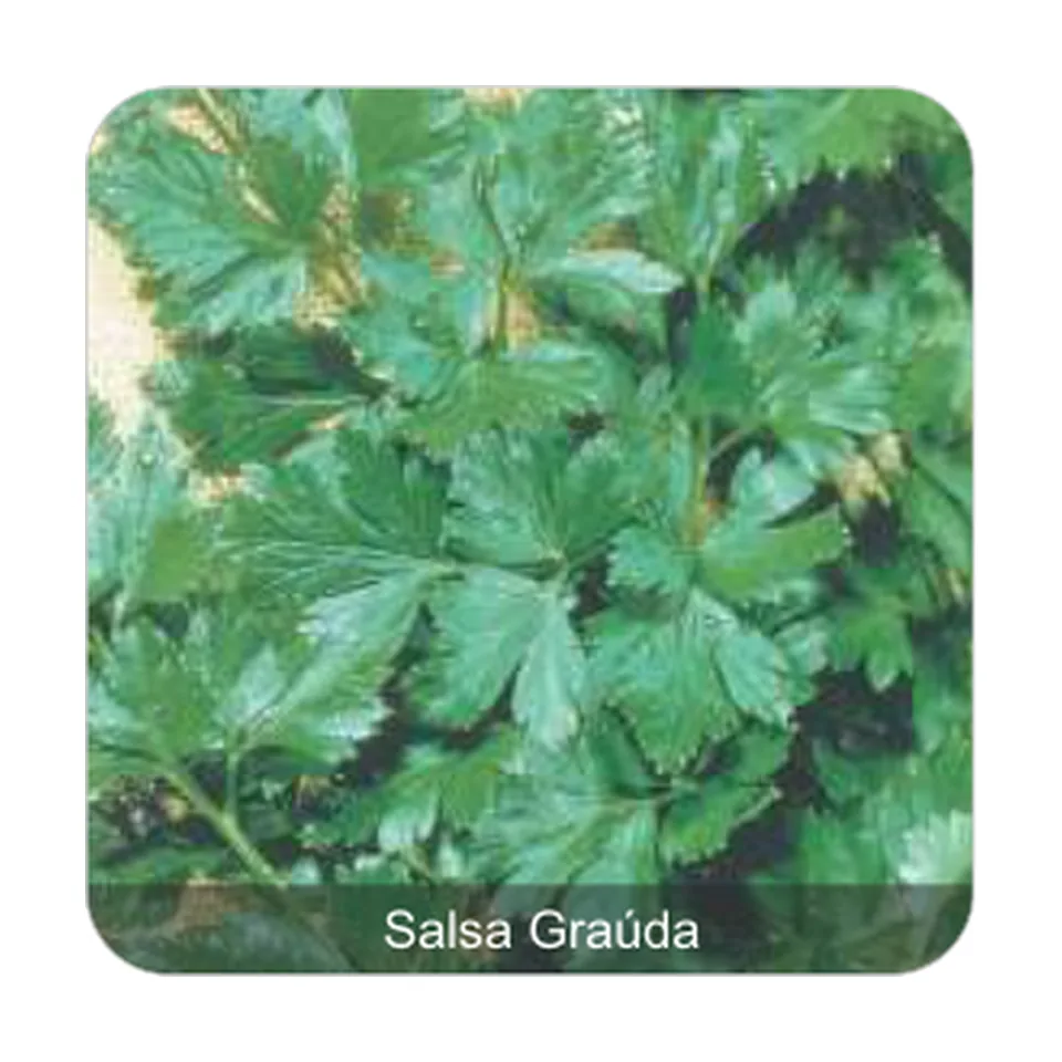 Salsa Graúda Salsa Graúda