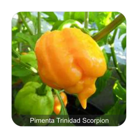 Pimenta Arara Pimenta Trinidad Scorpion Grau de Picância - Muito Alta