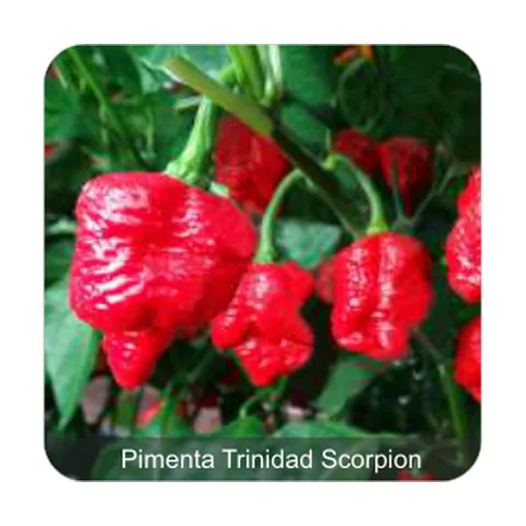 Pimenta Cowboy Pimenta Trinidad Scorpion Grau de Picância - Muito Alta