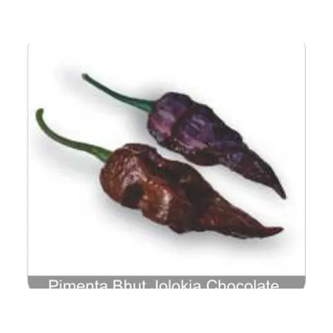 Pimenta Tiana Pimenta Bhut Jolokia Chocolate Grau de Picância - Muito Alta