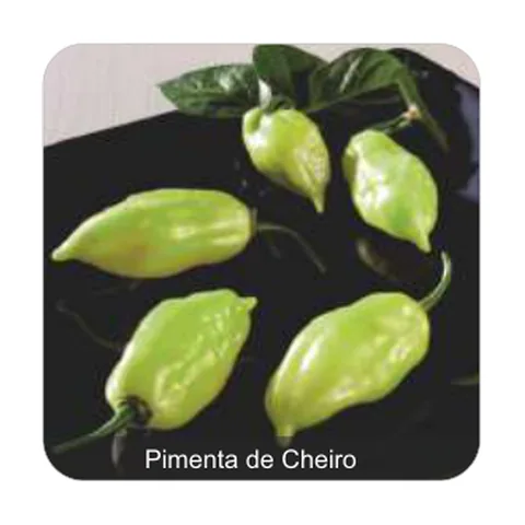 Pimenta Sasha Pimenta de Cheiro Sem Picância